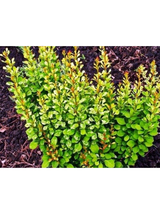 Berberys Thunberga - Berberis thunbergii 'Powwow'