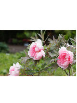 Piwonia drzewiasta - Paeonia suffruticosa 'Yin hong Qiao Dui'