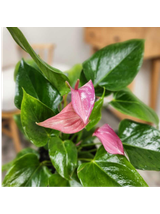 Anthurium różowe d12