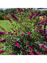 Budleja Dawida - Buddleja davidii 'Royal Red'