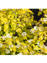 Pęcherznica kalinolistna  - Physocarpus opulifolius 'Dart's Gold'