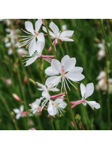 Gaura - Gaura lindheimeri