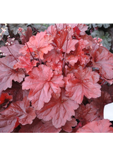 Żurawka - Heuchera 'Forever Red'