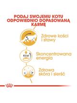 ROYAL CANIN Maine Coon Adult saszetka 12x85g (Sos)