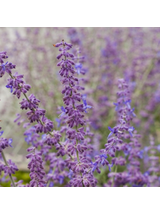 Perovskia atriplicifolia - Perowskia łobodolistna 'Russian Sage'