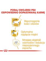 ROYAL CANIN Dachshund karma sucha dla psów dorosłych rasy jamnik  500g