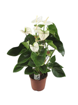 Anthurium białe d12