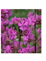 Firletka smółka - Lychnis viscaria 'Splendens'