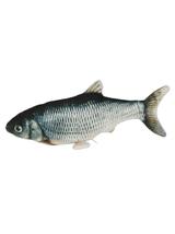 KERBL Zabawka dla kota Jumping Fish, 28 cm
