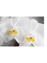 Storczyk Extra (Phalaenopsis) 3 pędy biały d12