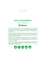 Kanna Brillant czerwona 1szt.