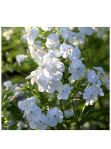 Floks wiechowaty - Phlox paniculata 'David'