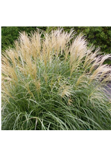 Miskant chiński- Miscanthus sinensis 'Herman Mussel'