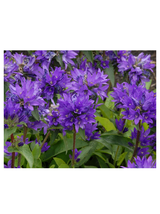 Dzwonek skupiony - Campanula glomerata 'Superba'