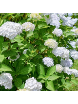 Hortensja ogrodowa - Hydrangea macrophylla 'Soeur Thérèse'