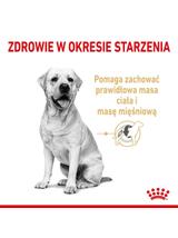 ROYAL CANIN Labrador Retriever Adult 5+ 12kg karma sucha dla psów dorosłych rasy Labrador Retriever, powyżej 5 roku życia