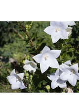 Dzwonek karpacki - Campanula carpatica 'Weisse Clips'