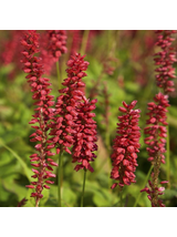 Rdest himalajski - Persicaria amplexicaulis 'Ample Vibrant Red'