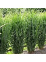 Proso rózgowate - Panicum virgatum 'Northwind'