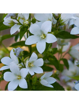 Dzwonek kremowy - Campanula lactiflora 'Pouffe'