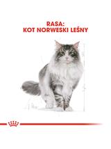 ROYAL CANIN Norvegian Forest Cat Adult 2kg karma sucha dla kotów dorosłych rasy norweski leśny