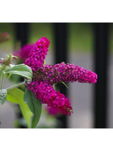 Budleja Dawida - Buddleja davidii 'Royal Red'