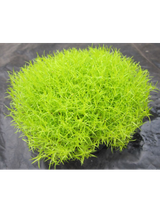 Karmnik ościsty - Sagina subulata 'Aurea'