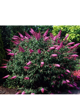 Budleja Dawida - Buddleja davidii 'Pink Delight'