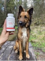 Lab-v Cardio Regeneration – Wsparcie prawidłowego funkcjonowania pracy serca i układu krążenia dla psów i kotów 90 kapsułek