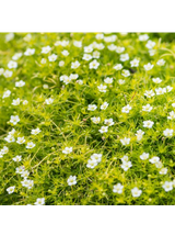 Karmnik ościsty - Sagina subulata 'Aurea'