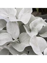 Starzec - Senecio 'Angel Wings'