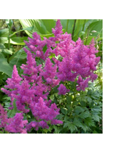 Tawułka - Astilbe 'Pumila'