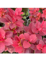 Berberys Thunberga - Berberis thunbergii 'Deep Purple'(R)