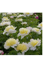 Piwonia chińska - Paeonia lactiflora 'Honey Gold'