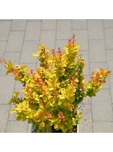 Berberys Thunberga - Berberis thunbergii 'Yellow Tower' (R)