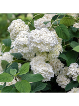 Hortensja ogrodowa - Hydrangea macrophylla 'Soeur Thérèse'