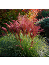 Miskant chiński - Miscanthus sinensis 'Red Chief'
