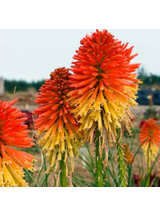 Trytoma - Kniphofia 'Poco Daybreak'