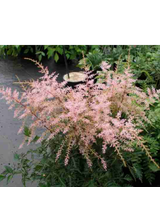 Tawułka pojedynczolistna - Astilbe simplicifolia 'Sprite'