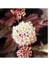Pęcherznica kalinolistna - Physocarpus opulifolius 'Diabolo' (R)