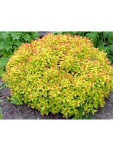 Tawuła japońska - Spiraea japonica 'Goldmound'