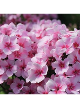 Floks wiechowaty - Phlox paniculata 'Early Pink'