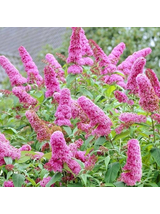 Budleja Dawida - Buddleja davidii 'Pink Delight'