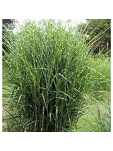 Miskant chiński - Miscanthus sinensis  'Strictus  Dwarf'