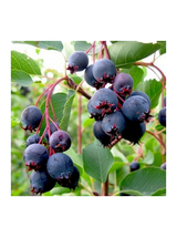 Świdośliwa Lamarcka - Amelanchier canadensis (lamarcki)