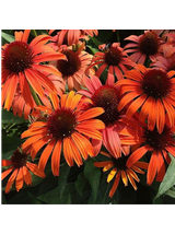 Jeżówka purpurowa - Echinacea purpurea 'Skipper Orange'
