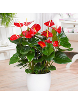 Anthurium czerwone d12