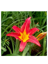 Liliowiec - Hemerocallis 'Autumn Red'