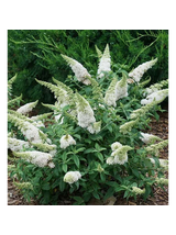 Buddleja davidii 'White Profusion'