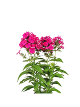 Floks wiechowaty - Phlox paniculata 'Flame Watermelon'